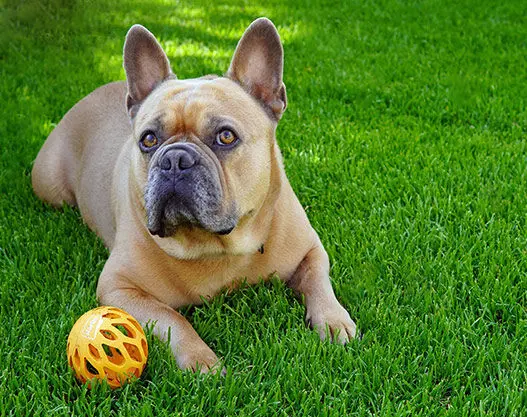 a french bulldog on a lush synthetic lawn installed at a home in Surprise AZ by Surprise Artificial Grass Co