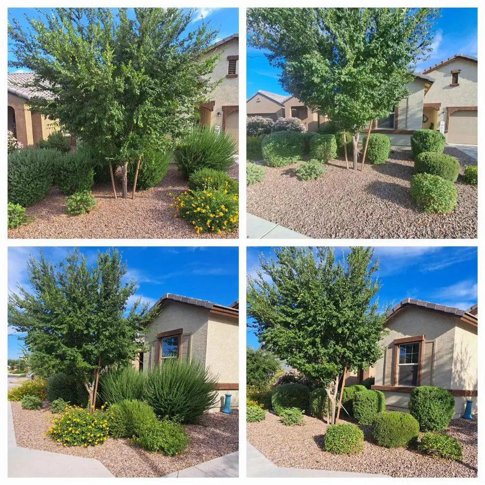 A collage of four photos shows a neatly landscaped front yard in Peoria AZ, featuring gravel ground cover, trimmed bushes, flowering plants, a small tree, and patches of artificial grass beside a tan-colored house under a clear blue sky.