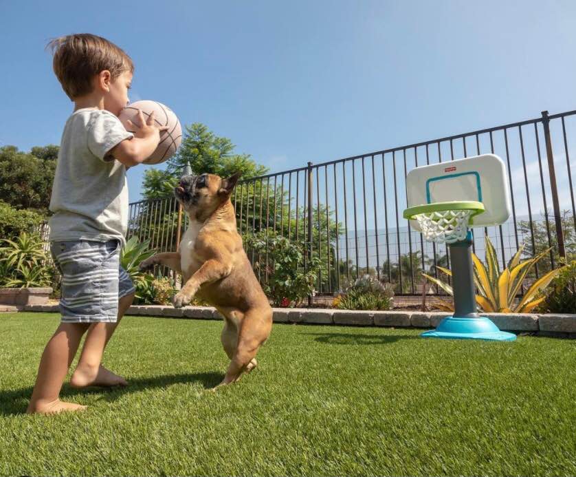 A young boy holding a basketball stands on lush synthetic turf Glendale near a small hoop, while a brown dog jumps excitedly beside him in their sunny backyard.